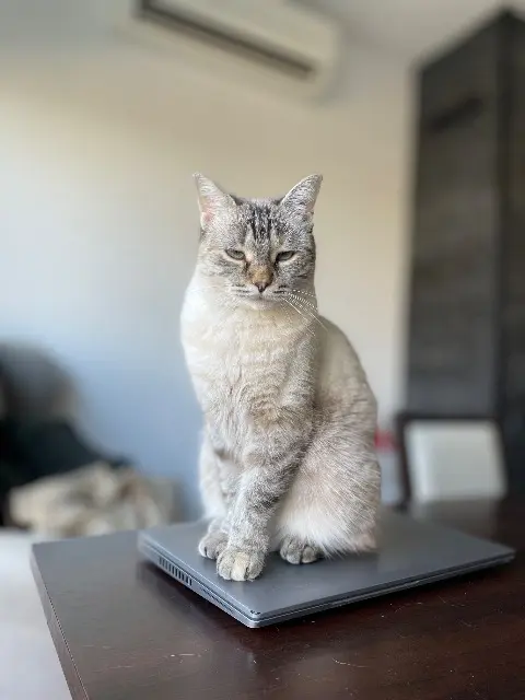 chatte reunited   81300 Graulhet Prue