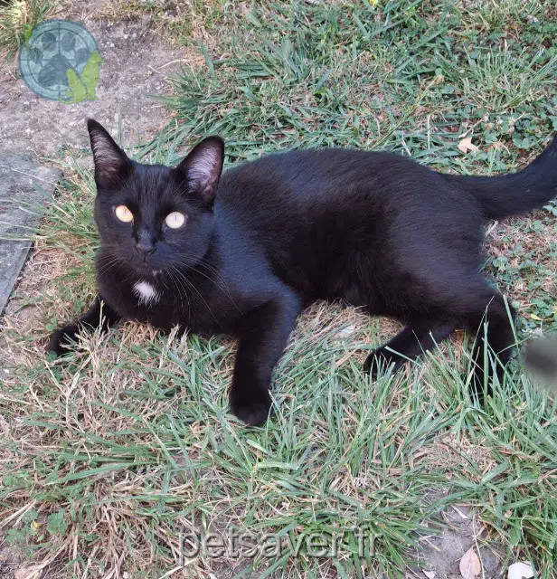 chatte reunited 81660 Payrin-Augmontel Ruby