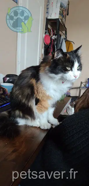 chatte reunited 81300 Graulhet Shïna