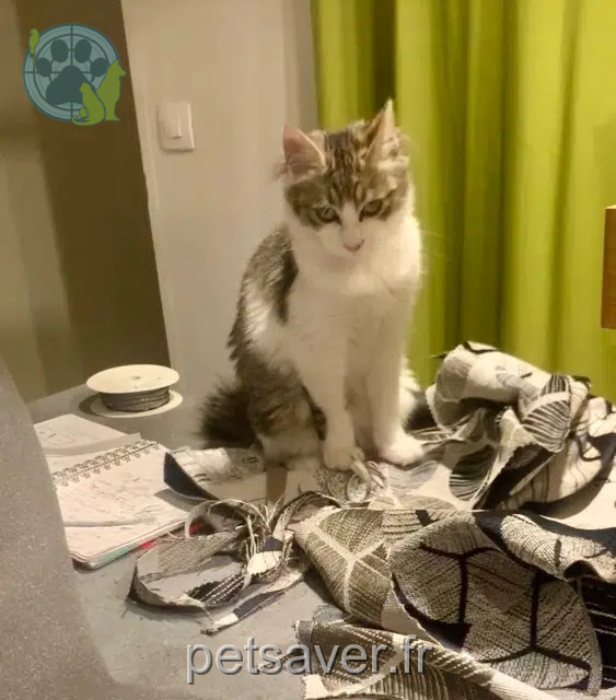 chatte reunited   81580 Soual Stef