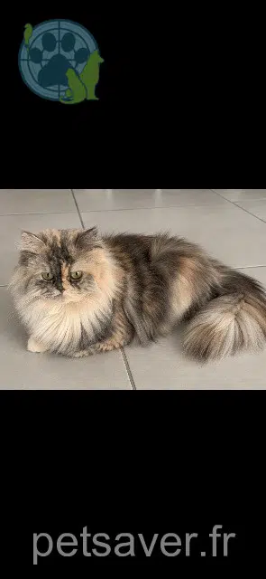 chatte reunited 81990 Cambon Youmi