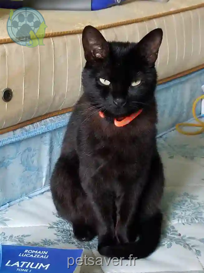 Chatte Trouvée 82 Tarn-et-Garonne Chatte Trouvée 82 Tarn-et-Garonne