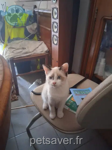 chatte reunited 82700 Montech Bianca