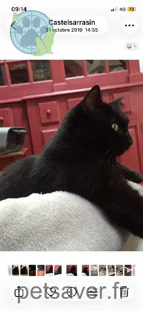 chatte reunited   82100 Castelsarrasin Dakota
