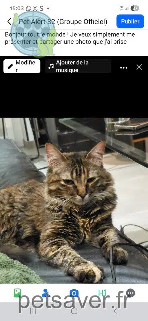 chatte reunited   82000 Montauban Mimine