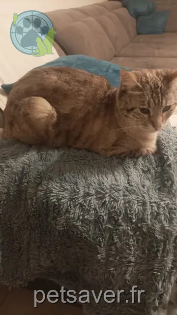 chatte reunited 82000 Montauban Nefertiti