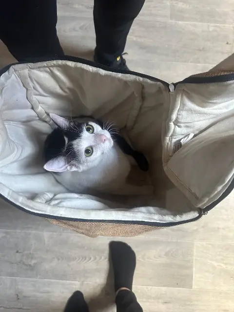 chatte reunited   82000 Montauban Pepite