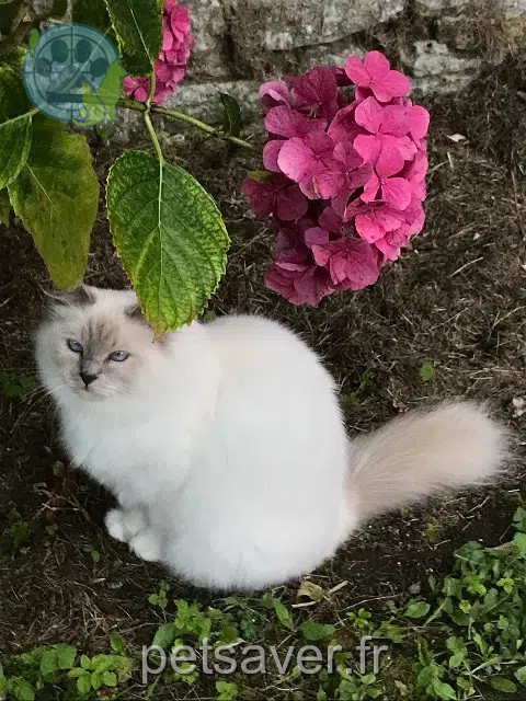 chatte reunited   82200 Moissac Ribine
