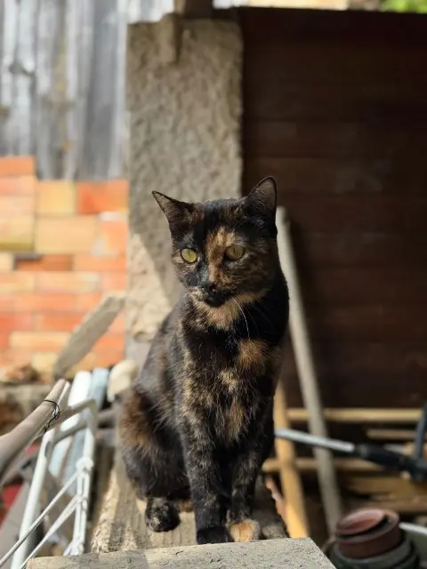 chatte reunited   82230 Monclar-de-Quercy Rocaille