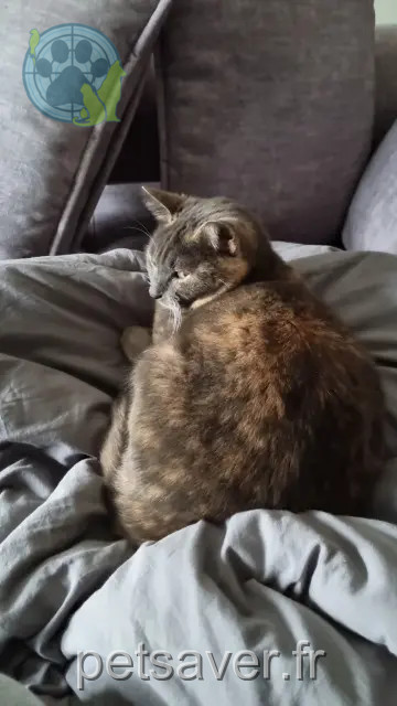 chatte reunited Fréjus Bella