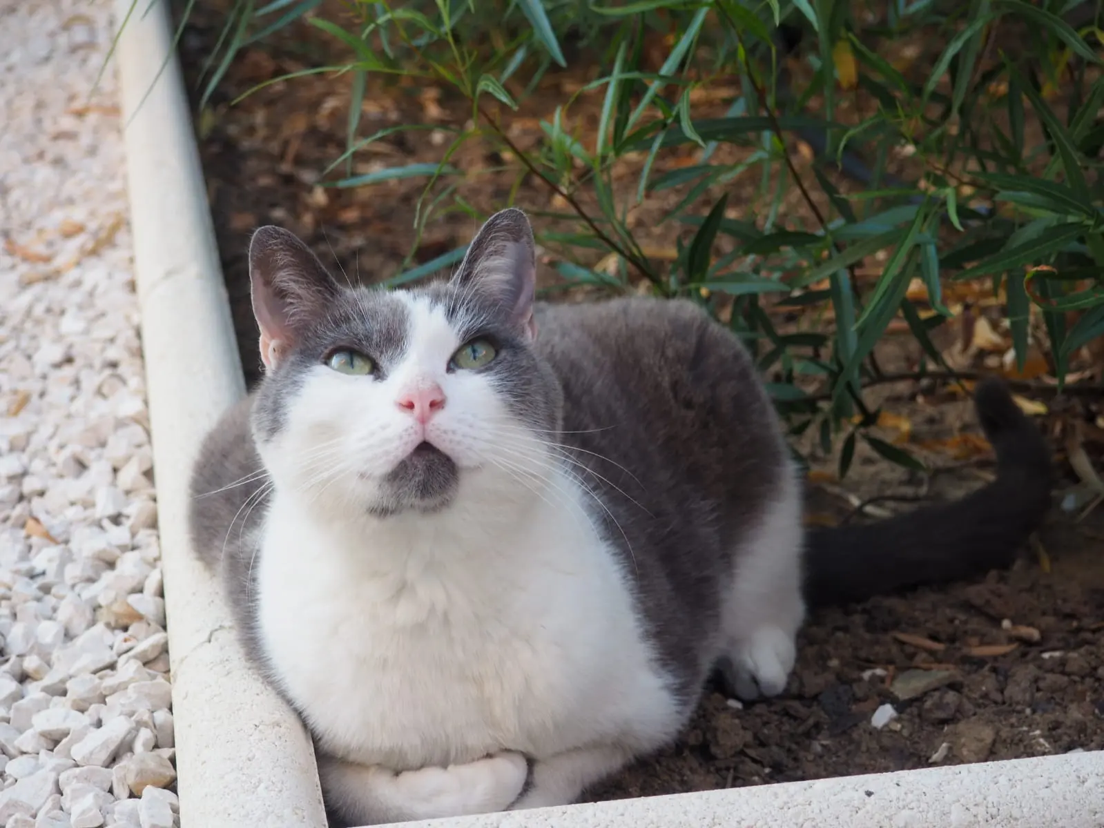 Chatte Perdue 83 Var - Boubie Chatte Perdue 83 Var - Boubie