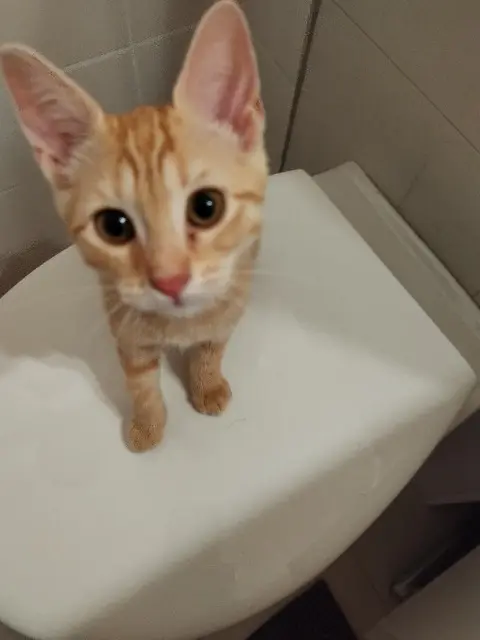 chatte reunited   83230 Bormes-les-Mimosas Bun