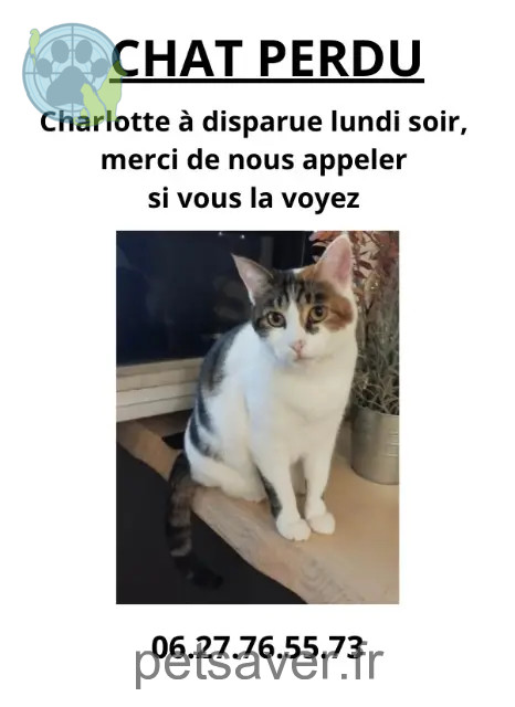 chatte reunited 83400 Hyères Charlotte