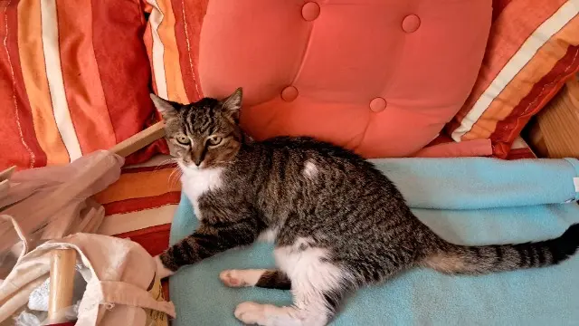 chatte reunited   83300 Draguignan Chaussette