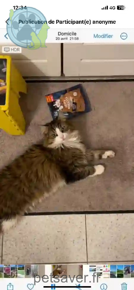 Chatte Trouvée 83 Var - Chipie Chatte Trouvée 83 Var - Chipie
