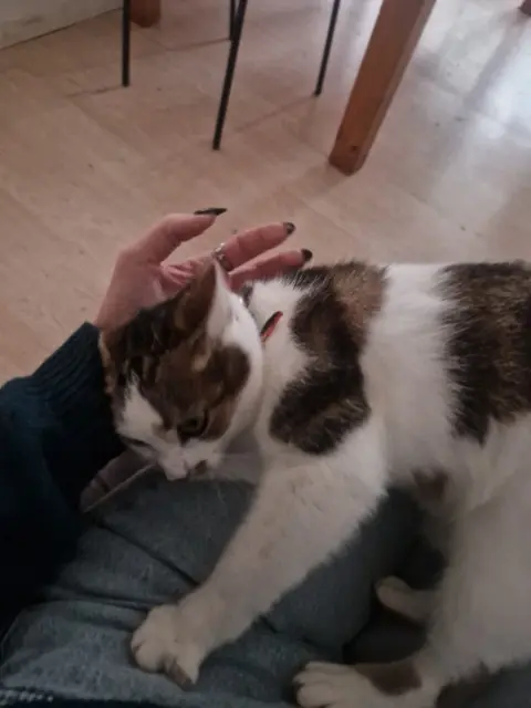 chatte reunited   83500 La Seyne-sur-Mer Chouquette