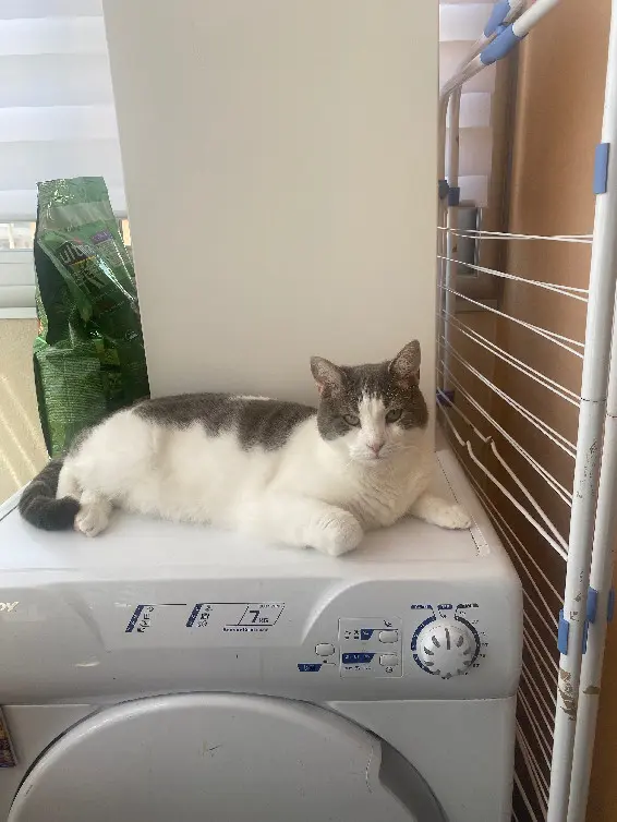 Chatte Trouvée 83 Var Chatte Trouvée 83 Var