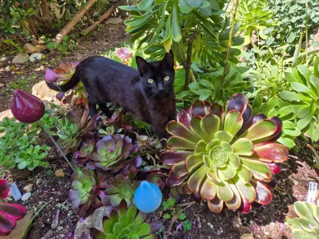 chatte reunited   83400 Hyères Darling