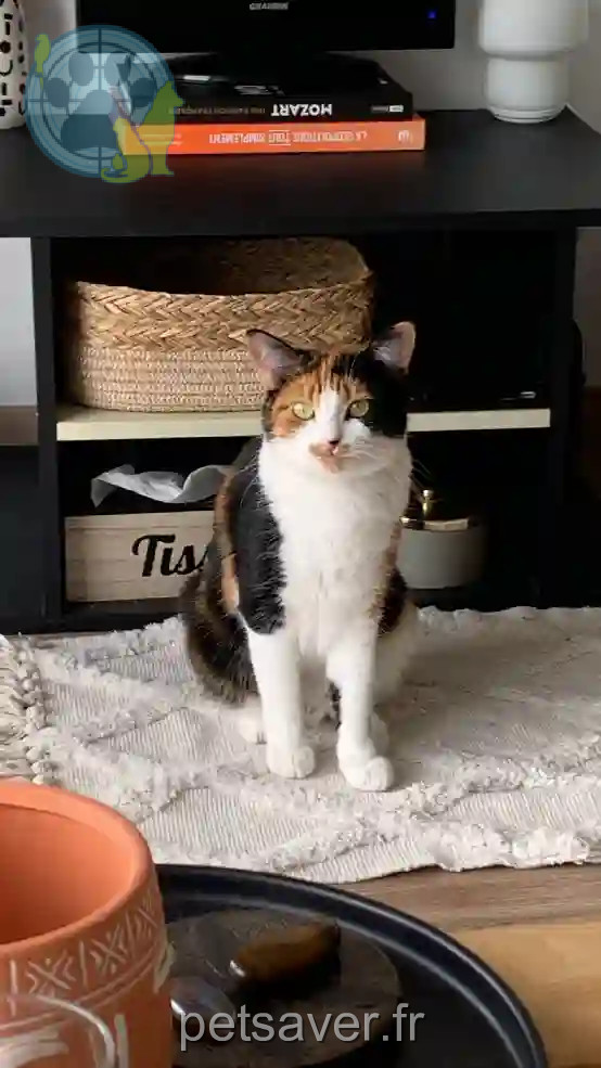 Chatte Trouvée 83 Var - Gigi Chatte Trouvée 83 Var - Gigi