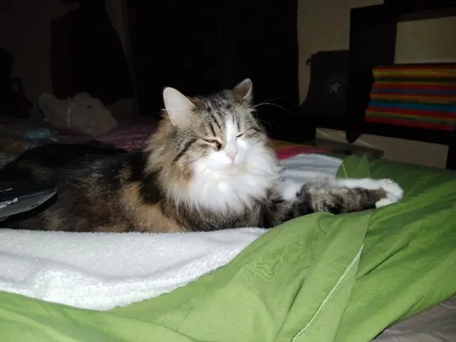 chatte reunited   83490 Le Muy Grisou