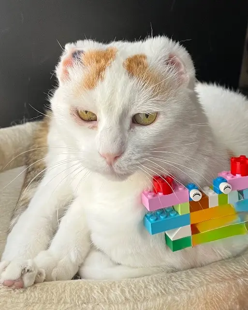 chatte reunited   83330 Le Beausset Jazz