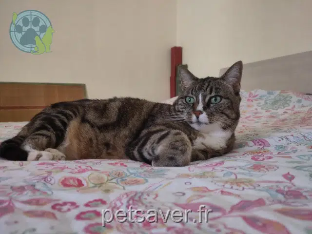 chatte reunited 83660 Carnoules Jitane