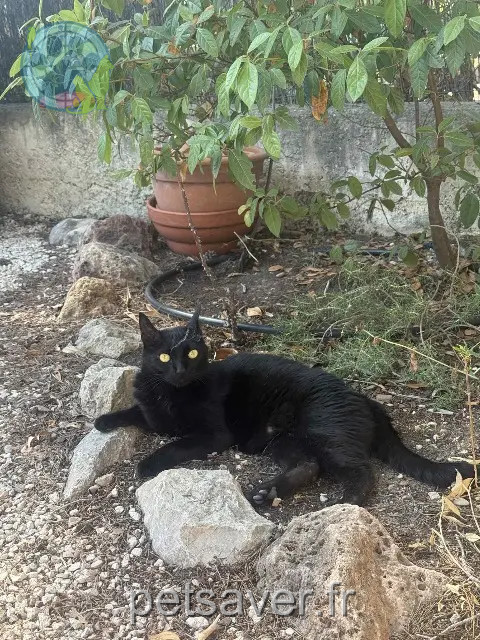 chatte reunited   83150 Bandol June