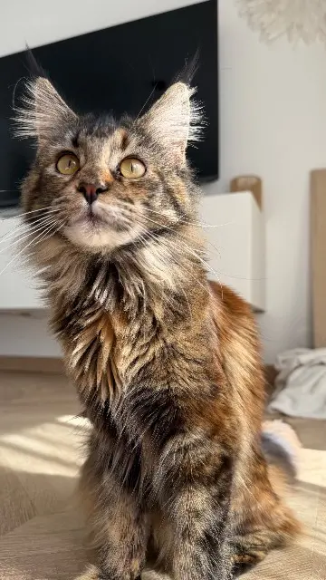 chatte reunited   83150 Bandol June