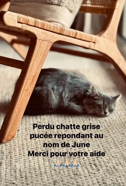 chatte reunited   83310 Cogolin june