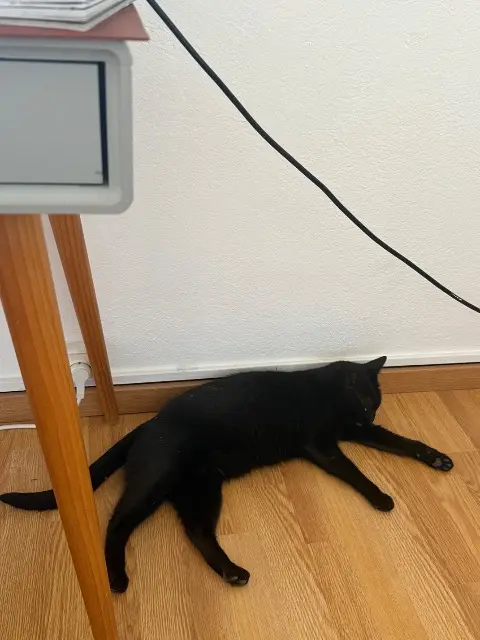 chatte reunited   83150 Bandol June