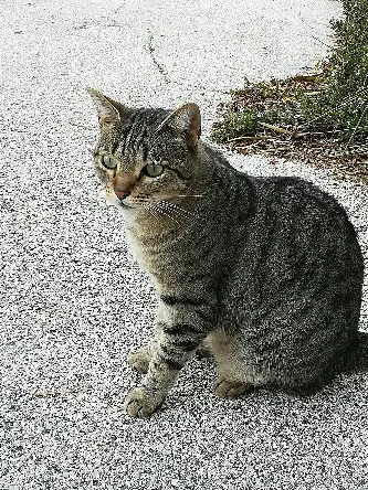 Chatte Perdue 83 Var - Karma Chatte Perdue 83 Var - Karma