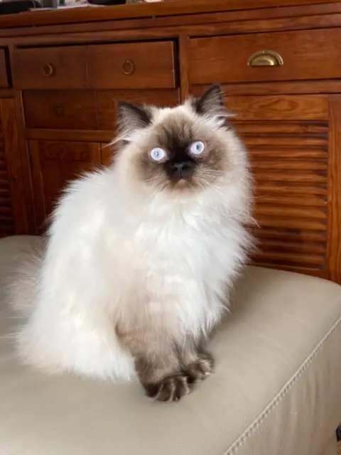 chatte reunited   83250 La Londe-les-Maures Kitty