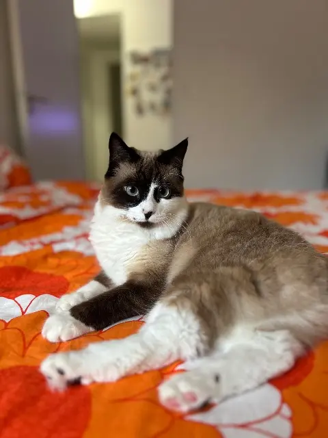 chatte reunited   83500 La Seyne-sur-Mer Lagertha