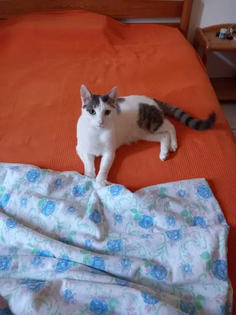 chatte reunited   83330 Le Beausset Lena