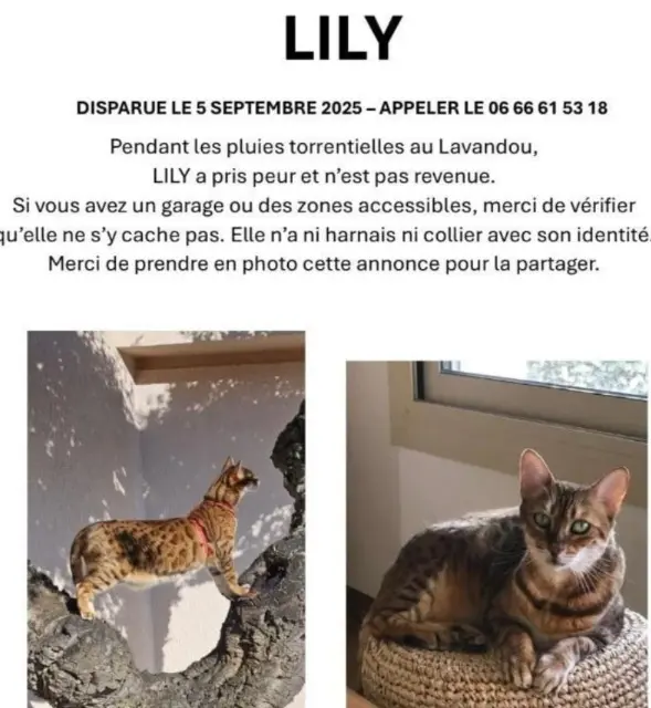 chatte reunited   83980 Le Lavandou Lily
