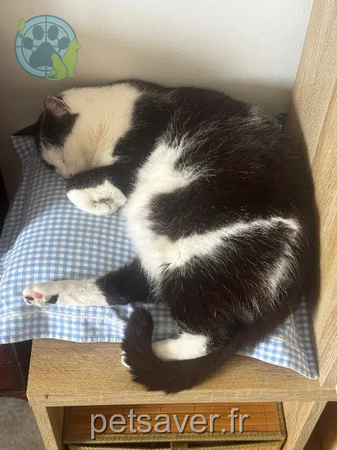 chatte reunited   83500 La Seyne-sur-Mer Lily