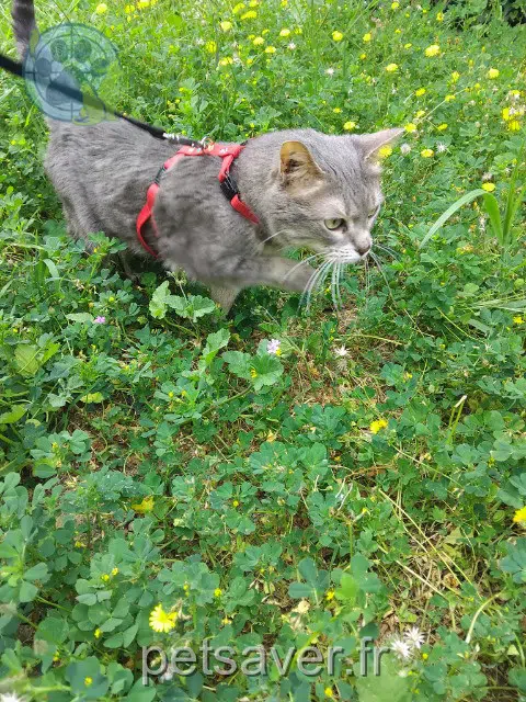 chatte reunited   83170 Camps-la-Source Lumi