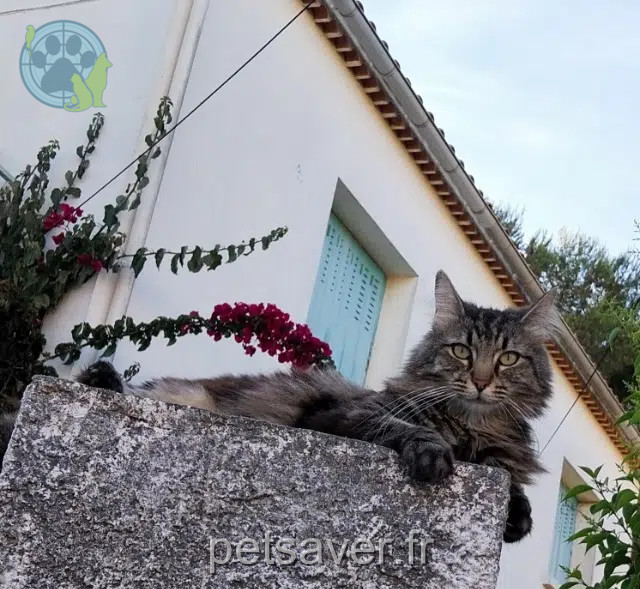 chatte reunited   83500 La Seyne-sur-Mer Léa