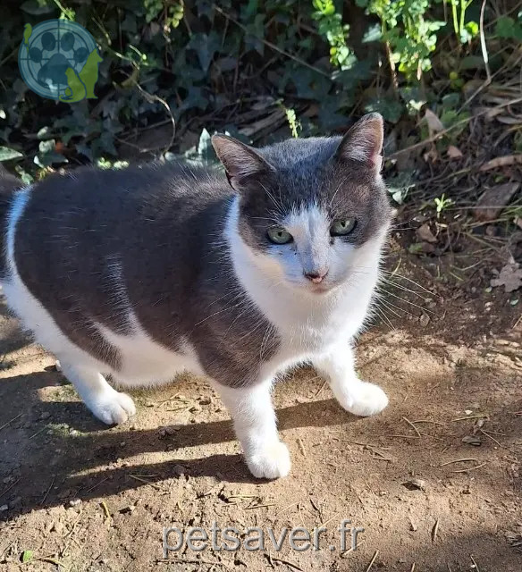 chatte reunited Saint-Raphaël mimi
