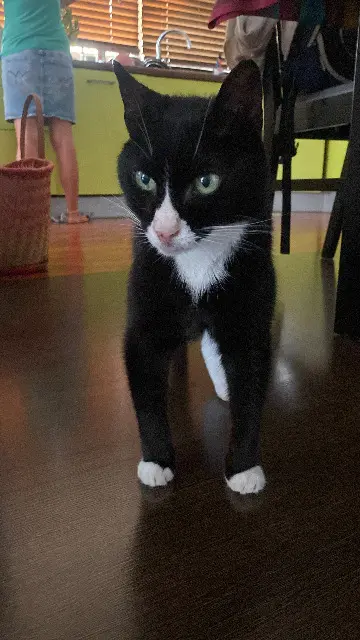 chatte reunited   83140 Six-Fours-les-Plages Mina