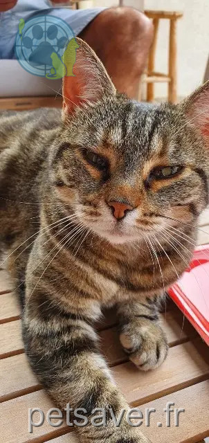 Katze reunited 83140 Six-Fours-les-Plages Moana