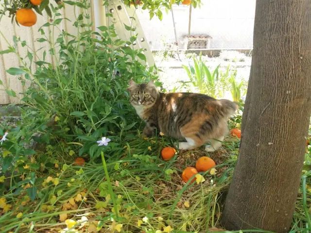 chatte reunited   83320 Carqueiranne Molie
