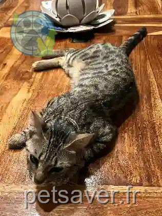 Chatte Perdue 83 Var - Nala Chatte Perdue 83 Var - Nala