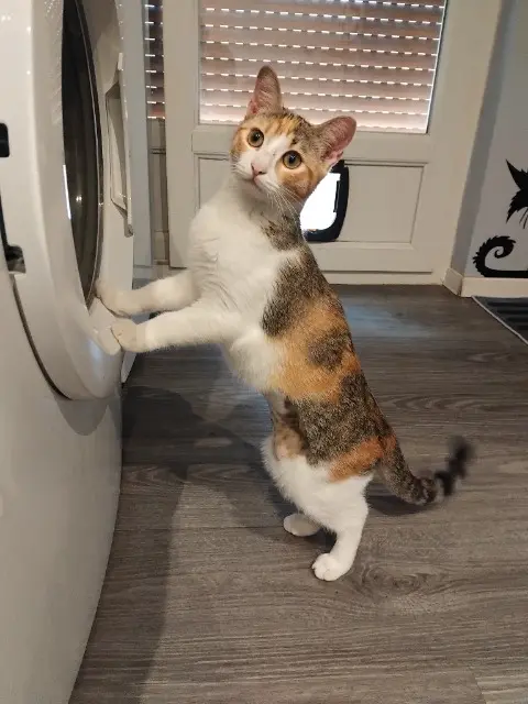 chatte reunited   83300 Draguignan Nami