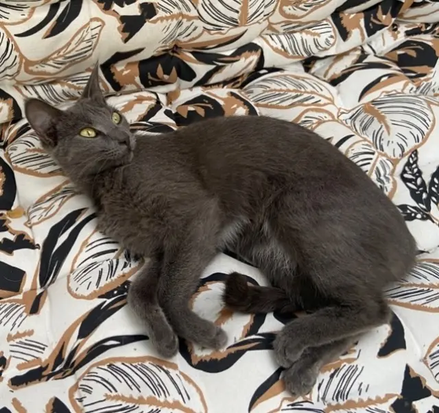 chatte reunited   83390 Pierrefeu-du-Var Nice