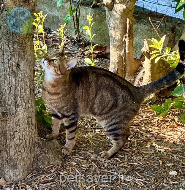 chatte reunited 83640 Saint-Zacharie Noisette