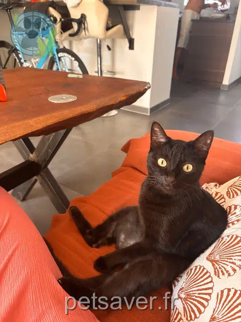 chatte reunited 83400 Hyères Noushka