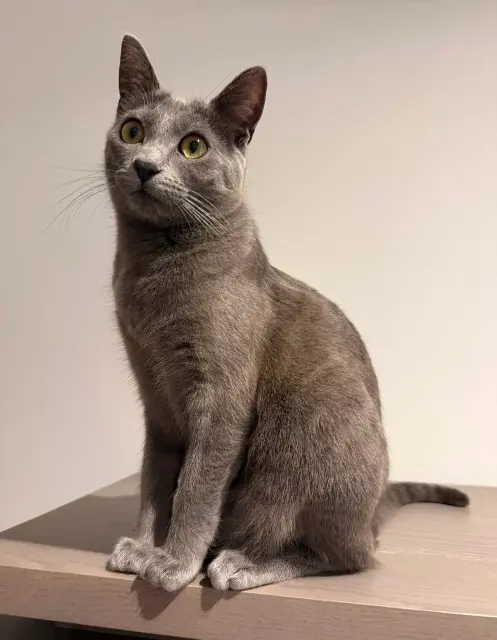 chatte reunited   83300 Draguignan Obsi