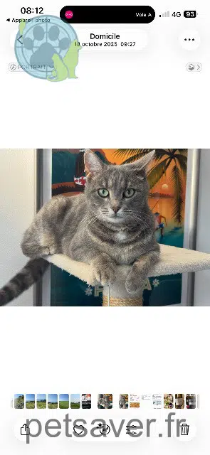 chatte reunited   83160 La Valette-du-Var Olive