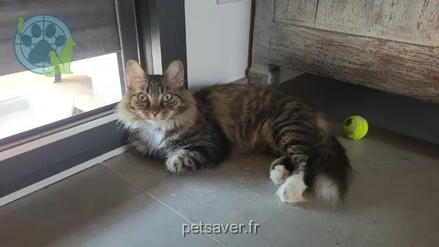 chatte reunited   83220 Le Pradet Paulette